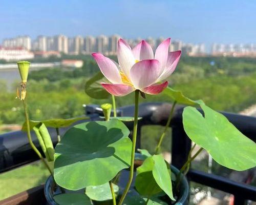 荷花种植全攻略（从选种到成花，教你一步步种出美丽的荷花）