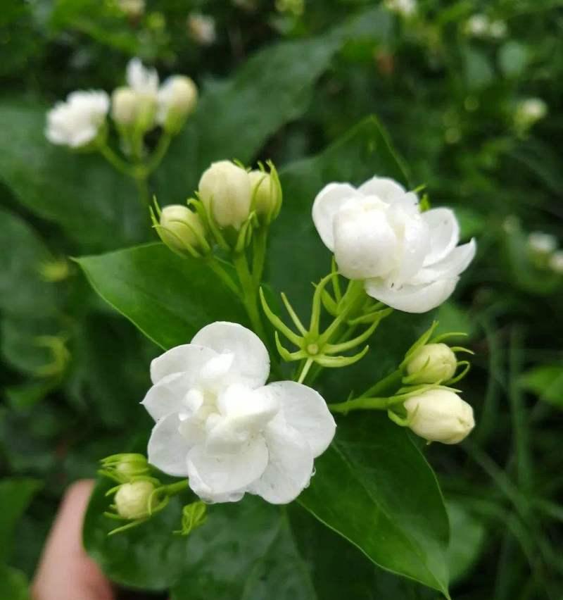 茉莉养殖技巧（如何让你的茉莉花开得更美？）