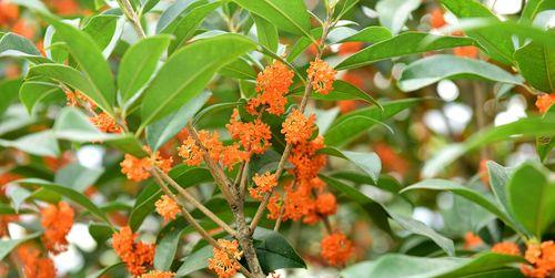 品味秋日的香气——桂花的种植与养护（如何选择桂花苗、何时种植、如何施肥等技巧全解析！）