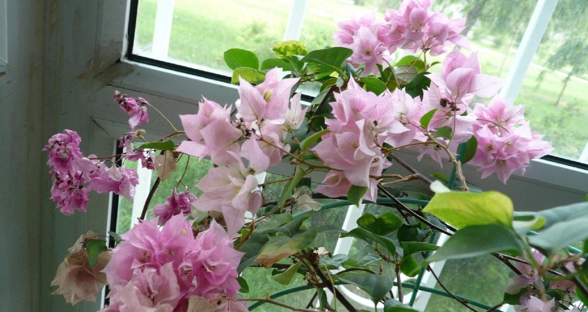 美丽家园，盛开芳香——家庭养花品种及花名剖析（了解这些花，让你的家园更美丽）