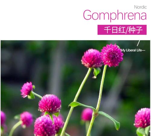 如何种植千日红花（轻松学习，让您的花园更加美丽）