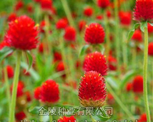 如何种植千日红花（轻松学习，让您的花园更加美丽）