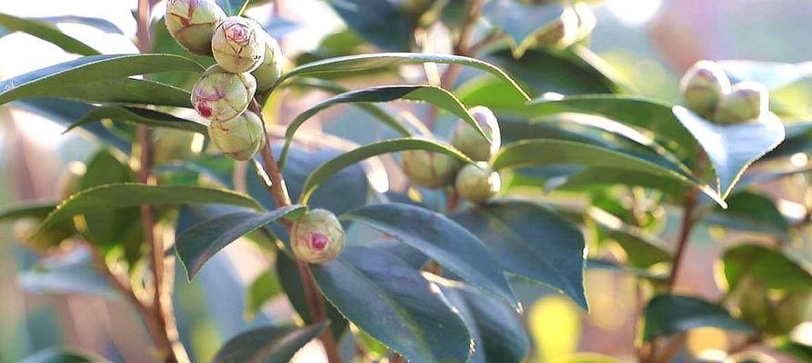 茶花花苞变枯的原因（探究茶花花苞变枯的成因与解决方法）