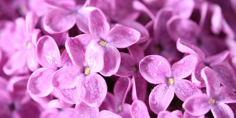 探秘丁香花的色彩世界（丁香花的主要颜色及特点）