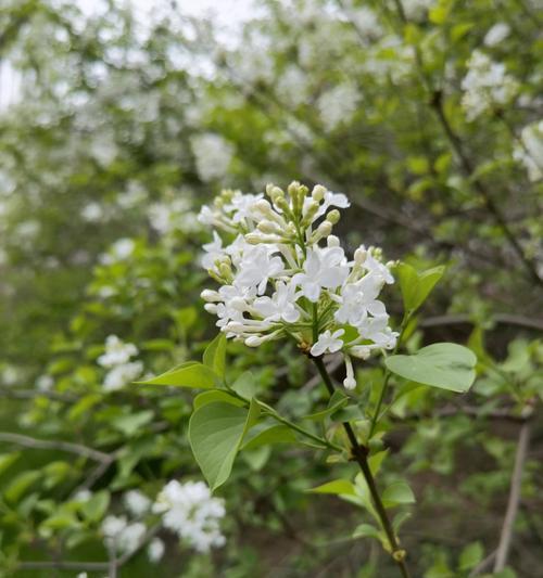 探秘丁香花的色彩世界（丁香花的主要颜色及特点）