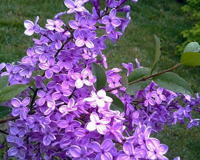 探秘丁香花的色彩世界（丁香花的主要颜色及特点）