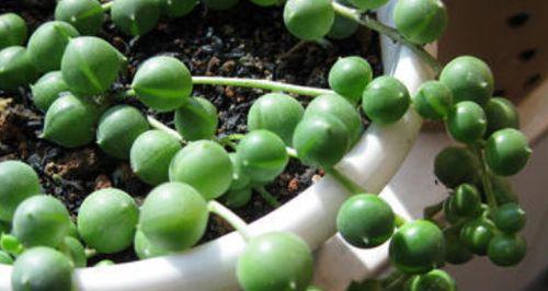 探究养殖珍珠吊兰黄叶的原因（了解珍珠吊兰的养护方法与常见问题）