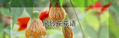 风铃花的寓意与象征（传递爱与幸福的意义）