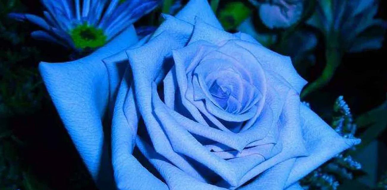 蓝色玫瑰花的寓意（探究蓝色玫瑰花的文化象征及象征意义）