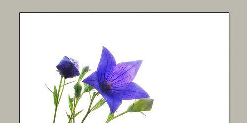 吉梗花和桔梗花的养护指南（如何培养和照料这些美丽的蓝色花朵？）