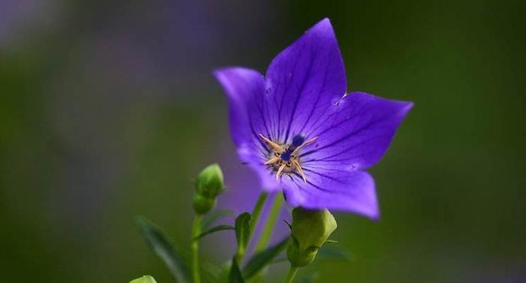 吉梗花和桔梗花的养护指南（如何培养和照料这些美丽的蓝色花朵？）