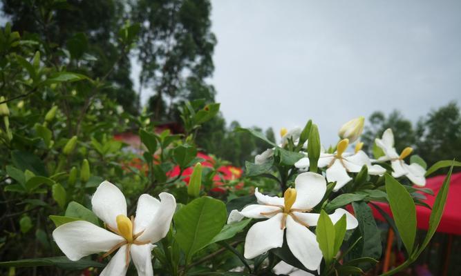 栀子花开（赏花之美，品味人生之美）