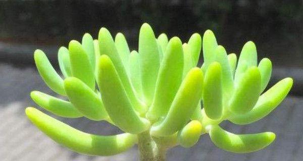多肉植物的种植指南（了解多肉植物种植的基本方法与技巧，打造自己的多肉花园）