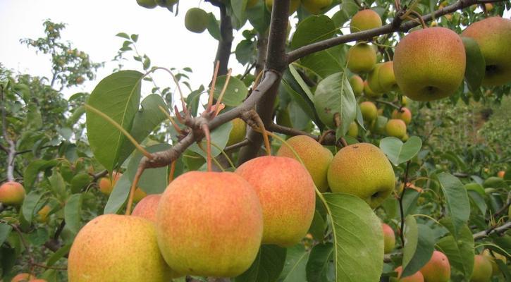 梨树苗最佳栽种时间（如何选取最适合的季节，让你的梨树茁壮成长）
