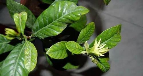 小叶栀子花叶子发黄的原因分析（探究小叶栀子花叶子变黄的根本原因和应对方法）