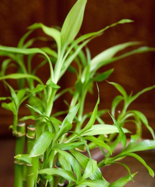 如何养护富贵竹才能让它茂盛生长？（秘诀在这里，它只需这样一点关爱！）