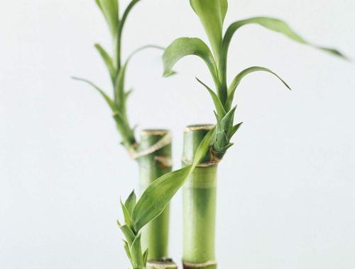 如何养护富贵竹才能让它茂盛生长？（秘诀在这里，它只需这样一点关爱！）