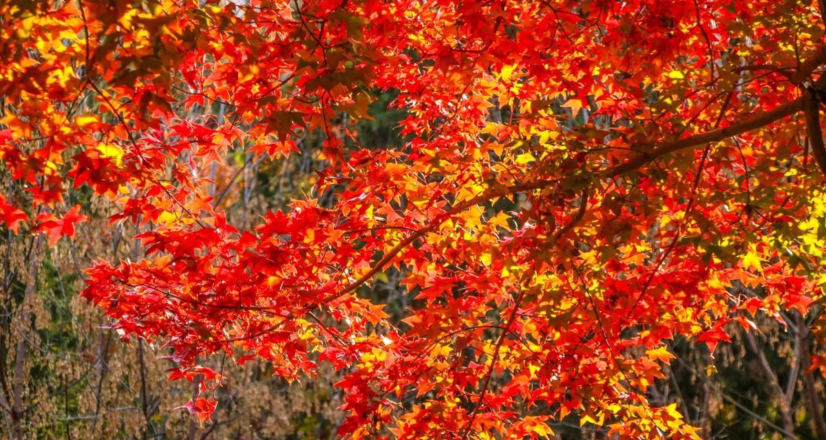 赏秋香山红叶盛景（感受秋日气息，畅游红叶海洋）