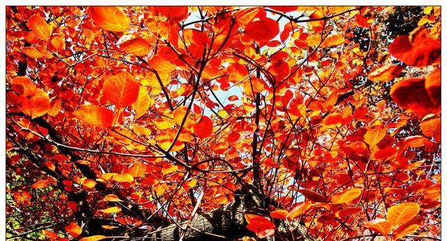 赏秋香山红叶盛景（感受秋日气息，畅游红叶海洋）