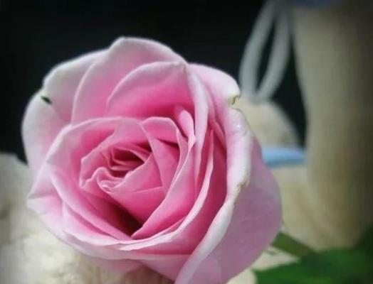 玫瑰花品种介绍大全（从光彩照人到芬芳四溢，呈现玫瑰花的繁华世界）