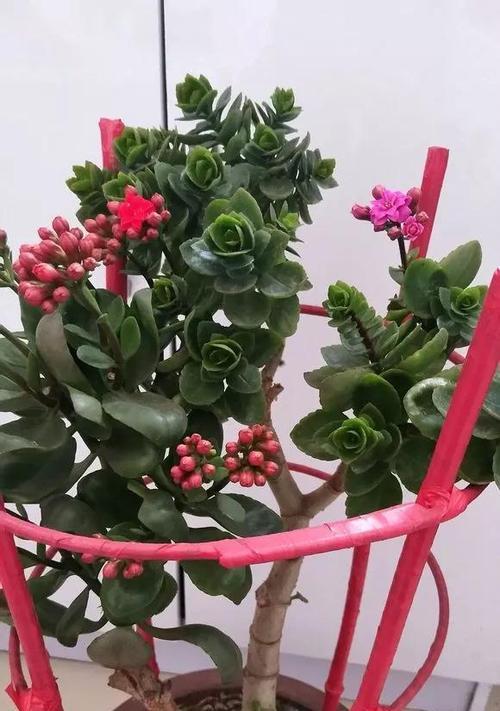长寿花的养殖全攻略（怎样种植长寿花及浇水时间？）