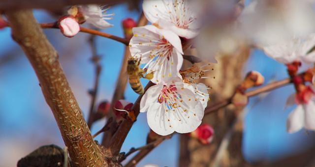 杏花盛开季节一览（探寻杏花开放的秘密，品味春天的美丽）