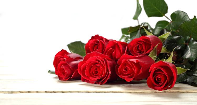 红色玫瑰的花语和寓意（用花语解读红玫瑰，让爱传递无限）