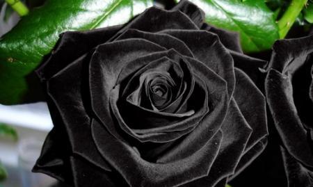 黑玫瑰花语的含义（深沉神秘的黑色花朵所代表的意义）