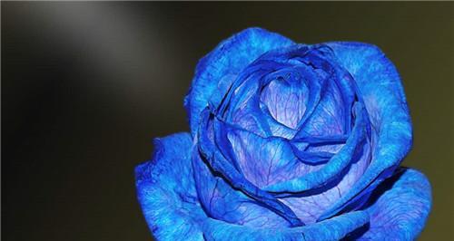浪漫的蓝玫瑰代表的含义是什么？（探寻蓝玫瑰的内涵和象征意义）