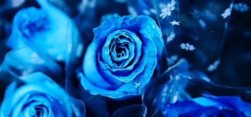 浪漫的蓝玫瑰代表的含义是什么？（探寻蓝玫瑰的内涵和象征意义）