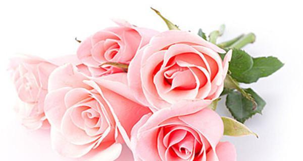 一朵粉玫瑰的意义（传递爱意与感激，表达深情与祝福）
