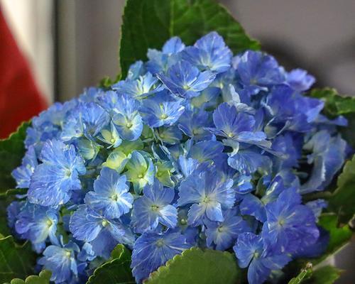 蓝色绣球花的花语（探究蓝色绣球花的花语与意义）