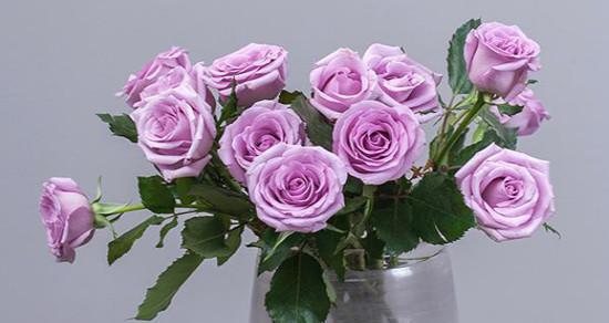 紫玫瑰花语是什么意思？（解读紫色玫瑰的神秘涵义）
