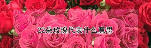 几朵玫瑰代表什么含义？（揭开玫瑰花的神秘面纱）