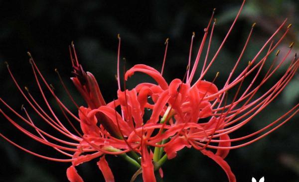 花开相爱，花落相思——浅析彼岸花的爱情含义（探究彼岸花的花语，解读其情感内涵）