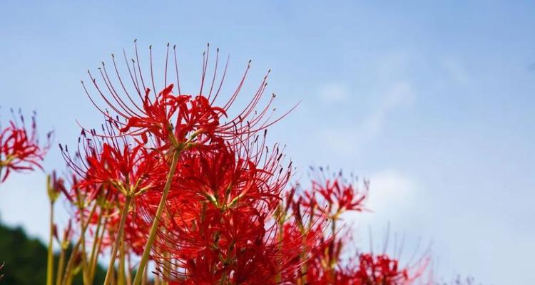 花开相爱，花落相思——浅析彼岸花的爱情含义（探究彼岸花的花语，解读其情感内涵）