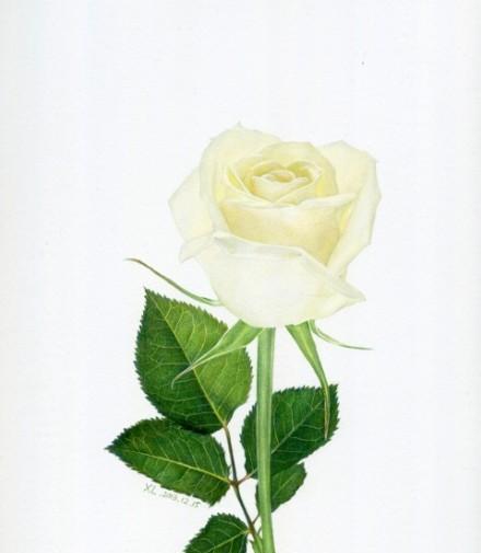 11朵白玫瑰花语解读（探寻白玫瑰的含义与象征意义）