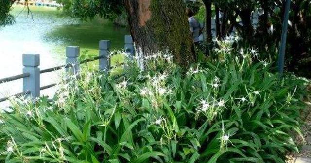文殊兰花语解读（探寻文殊兰花的隐藏含义）