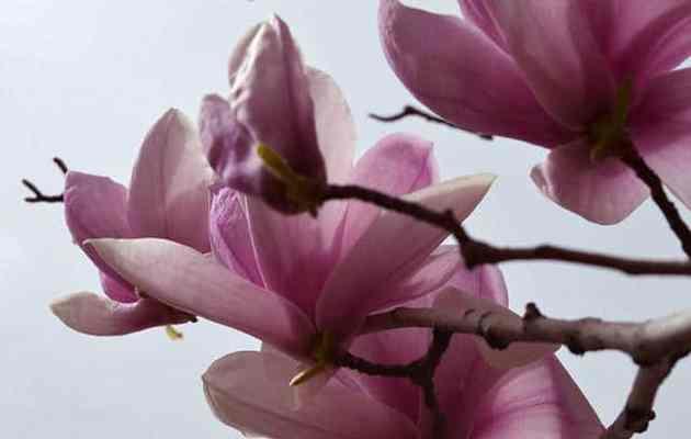 木兰花的花语和药用价值（传承千年的美丽与功效）
