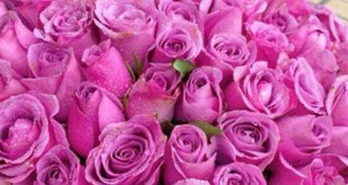 紫玫瑰花语真正的含义是什么？（揭开紫玫瑰的神秘面纱，诠释真实的花语）