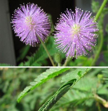 尸香魔芋的花语（探究尸香魔芋的神秘之处，解读其花语含义）