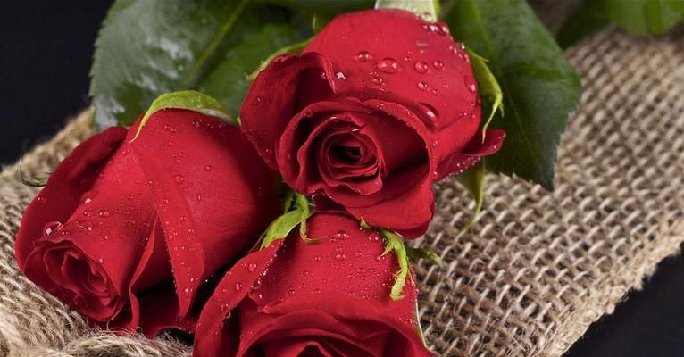花语玫瑰之数量代表意义（探究不同玫瑰花束数量所传达的情感）