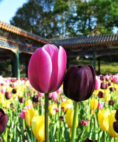 郁金花的花语及其象征意义（探寻郁金花的神秘面纱，了解它的含义与象征）