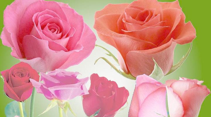 解密10朵玫瑰花的花语（传递情感的花语，10朵玫瑰的代表意义）