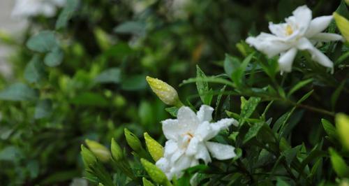 栀子花花语及寓意象征（探索栀子花的内涵和魅力）