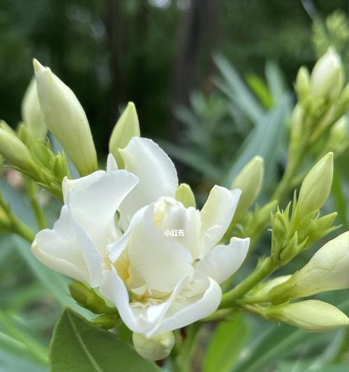 栀子花花语及寓意象征（探索栀子花的内涵和魅力）