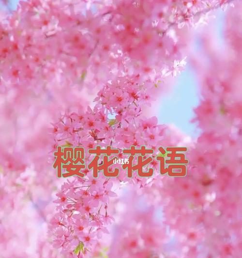 樱花花语的象征寓意（探秘樱花背后的文化内涵）