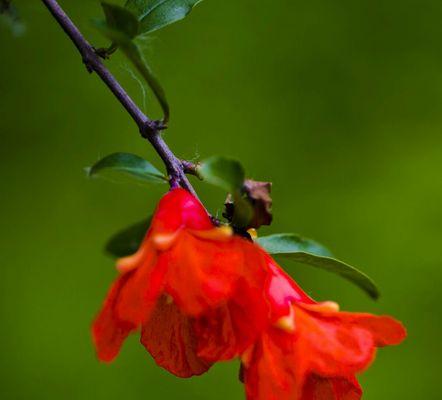 石榴花的花语和寓意（探寻石榴花的文化内涵和象征意义）