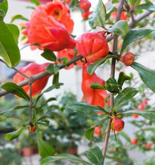 石榴花的花语和寓意（探寻石榴花的文化内涵和象征意义）