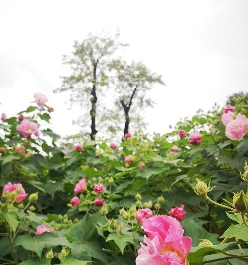 芙蓉花的花语及代表意义（探究这朵中国园林四大名花的深层内涵）